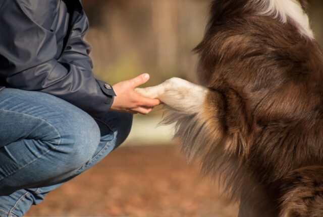 8 foto di proprietari che non volevano avere un cane ma che adesso hanno cambiato idea