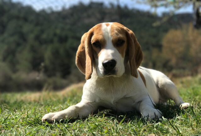 I vigili del fuoco salvano un Beagle precipitato in un tombino (VIDEO)