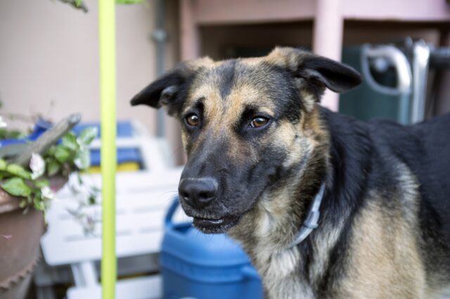 Girotondo: la storia del cane disabile di Andria (VIDEO)