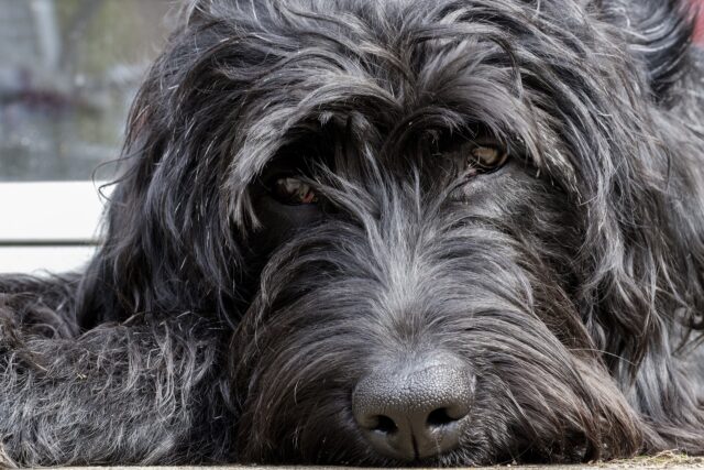 La storia di Hercules: la trasformazione di una cane salvato dall’amore della sua mamma umana (VIDEO)