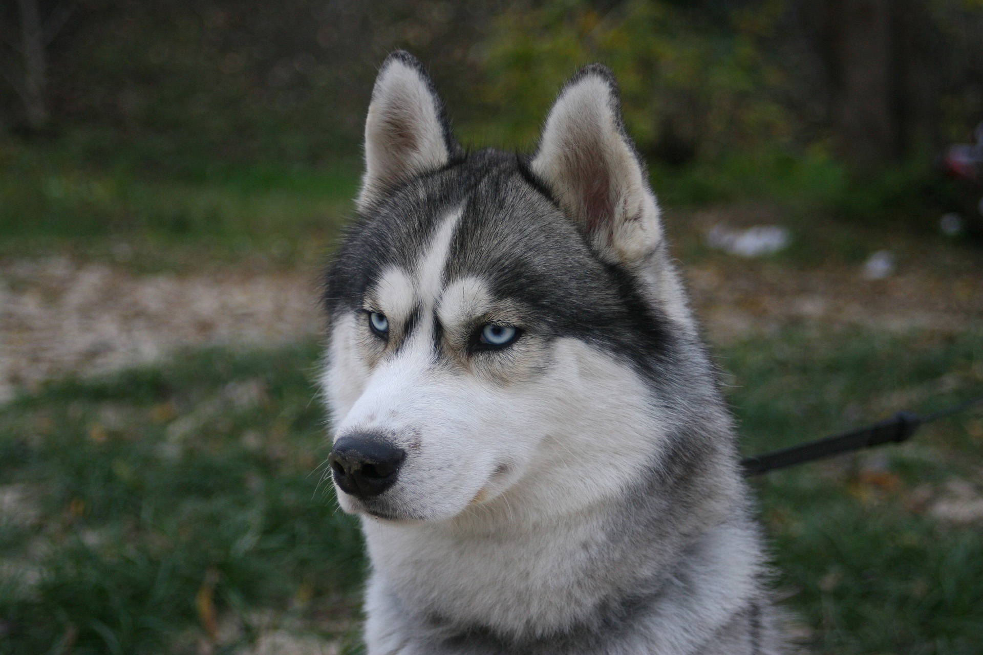 Siberian husky. Сибирский хаски. Сибирский хаски с голубыми глазами. Сибирский хаски щенки. Хаски кареглазые.