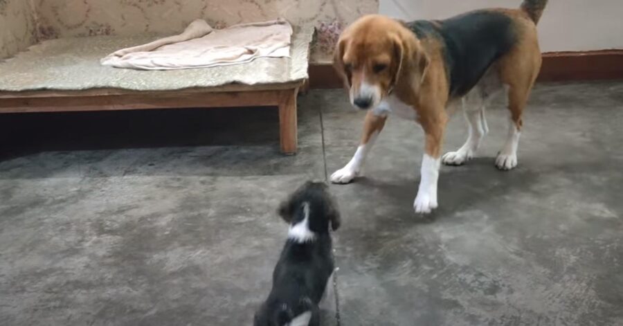 Cucciolo di cane che gioca con il papà