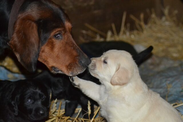 Lada: la mamma che ha ritrovato i suoi cuccioli abbandonati (VIDEO)