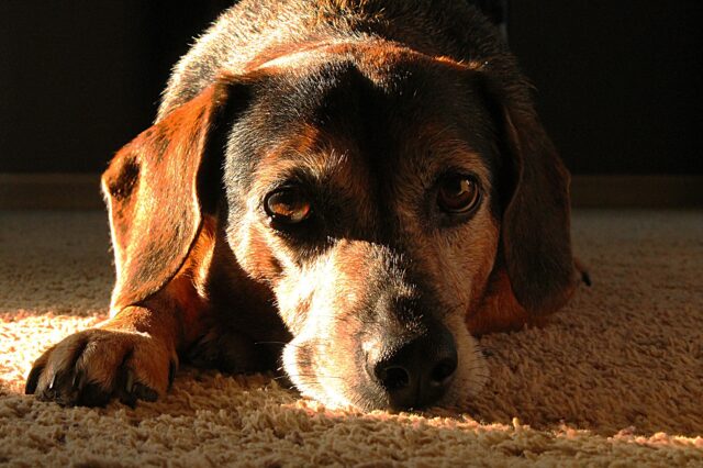 Lazzaro: il cane lanciato da un muro di sei metri (VIDEO)