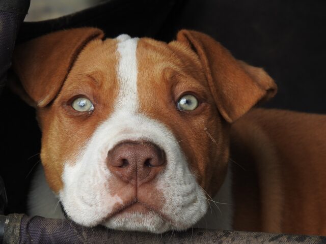 Spagna: un povero Pitbull rinchiuso in macchina a 45 gradi viene salvato dalla Guardia Civil (VIDEO)