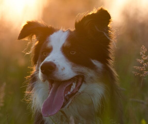 Alpago, il Border Collie manca a casa da settimane, una ricompensa per il ritrovamento