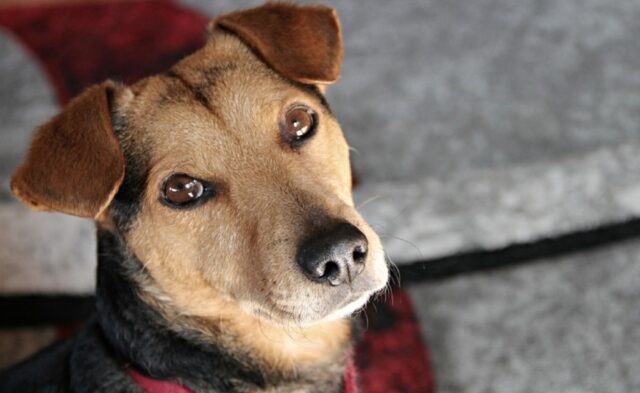 Attenti al cane! 8 foto di cuccioli che dovete temere per la loro dolcezza