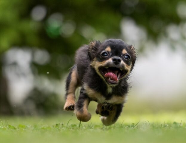 Attenzione, uragano! 8 foto di cani che adorano distruggere qualsiasi cosa