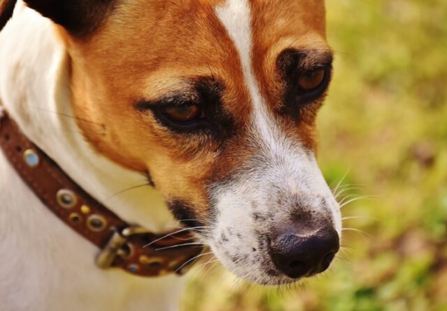 Brindisi, cane epilettico scomparso nel nulla, è una corsa contro il tempo