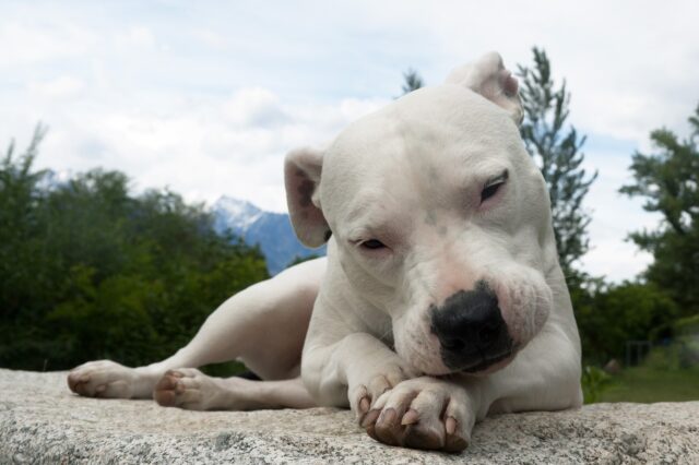 Un cane viene filmato da una telecamera mentre è crudelmente abbandonato (VIDEO)