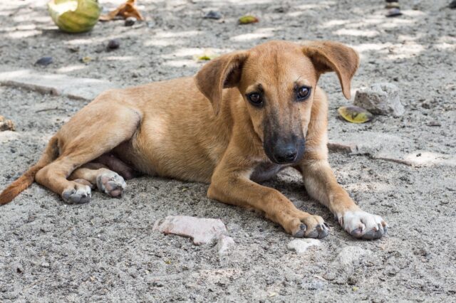 Cane avvelenato salvato in extremis (VIDEO)