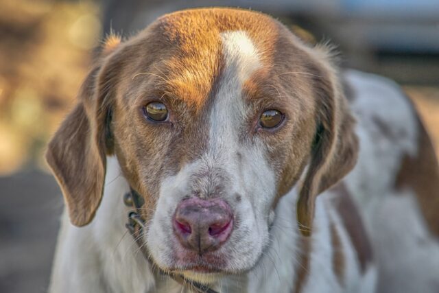 Un cane insegue disperatamente il padrone che lo ha appena abbandonato (VIDEO)