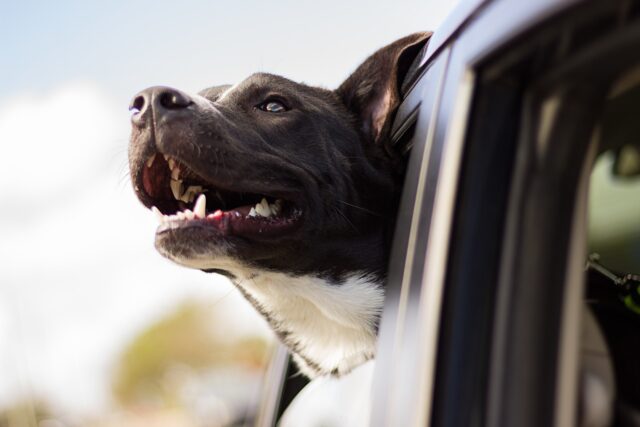 Un povero cagnolino bloccato in auto sotto al sole viene salvato dai pompieri (VIDEO)