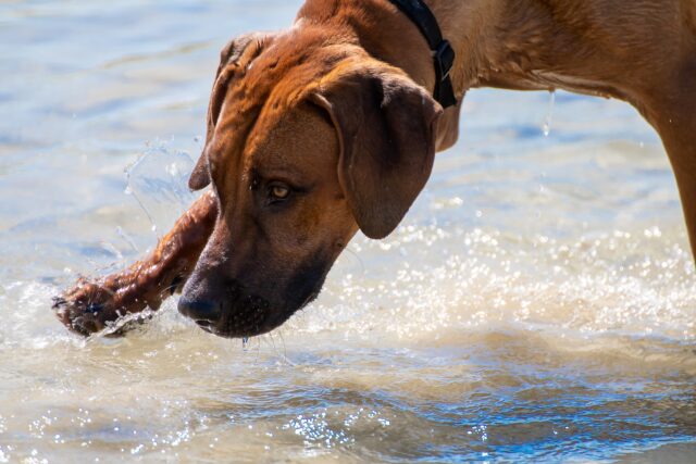 Cile: cane salvato in mare dalla Marina Militare (VIDEO)