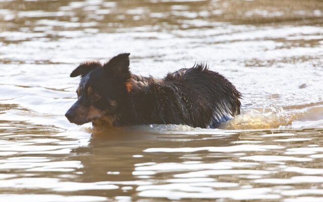 Catania: i pompieri salvano un cagnolino bloccato su un scoglio nel fiume Alcantara (VIDEO)