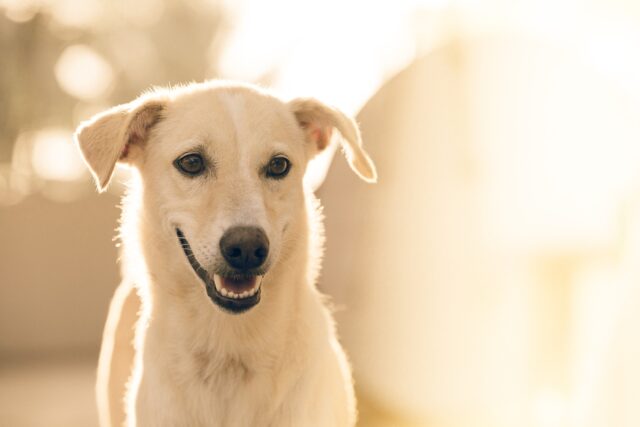 Un povero cane tripode viene abbandonato al suo destino  (VIDEO)