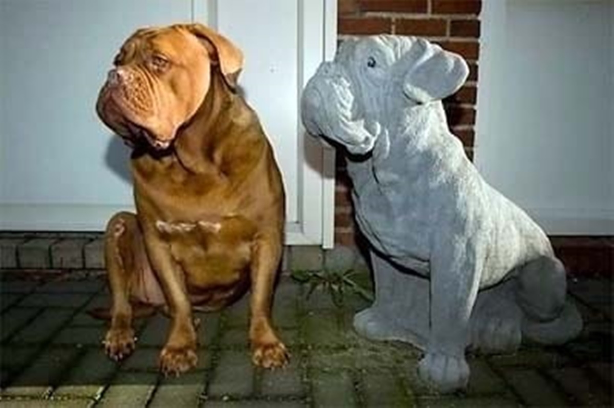 cane con amico di pietra