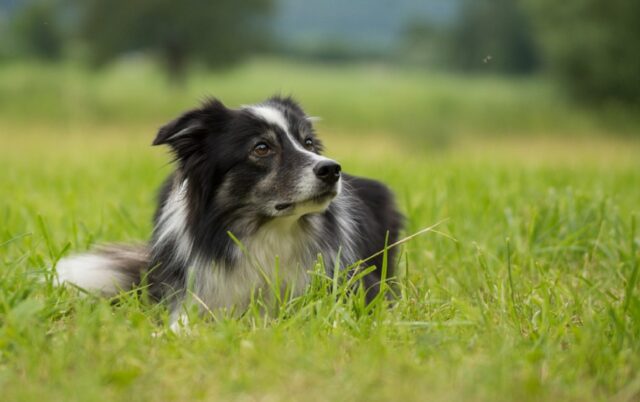 Cesenatico, il cane Marley ha fatto perdere le sue tracce, scomparso da ottobre