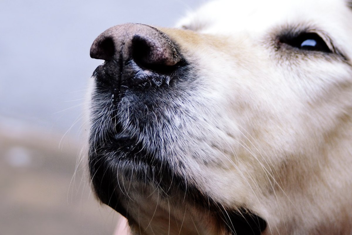 Come Si Cura Il Linfoma Del Cane?