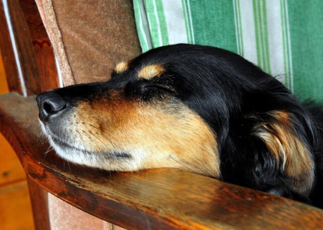 Comodo, eh? 8 foto di cani che dormono in modi impensabili