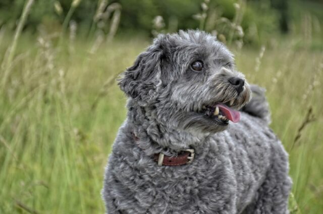 Cosa c’è di sbagliato in te? 8 foto di cani che amano fare cose buffe