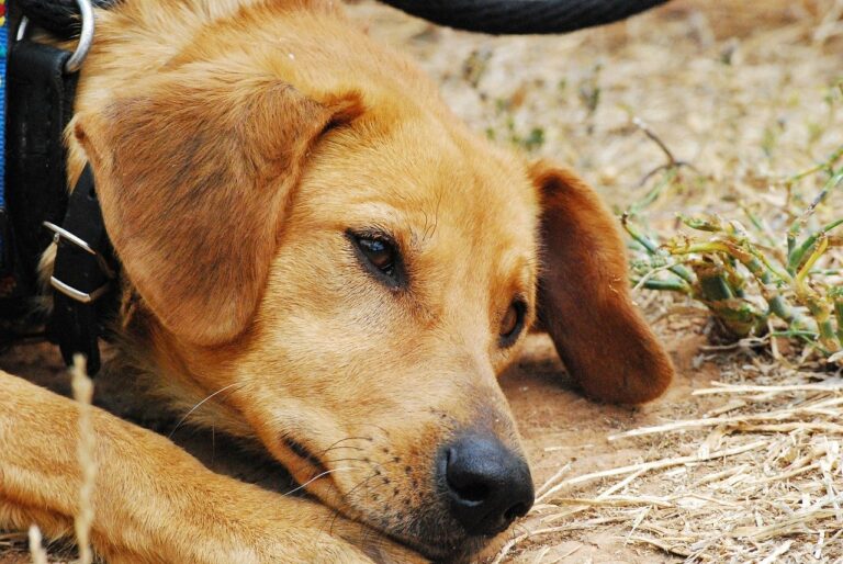 Cosa fare se al cane esce il sangue dal naso?