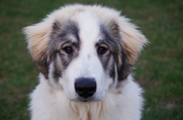 Eri così piccolo! 8 foto di cani che hanno superato in grandezza i proprietari