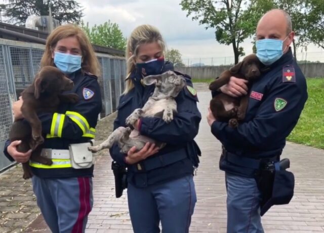 Furgone proveniente dalla Serbia trasporta 36 cani, interviene la Polizia di Gorizia