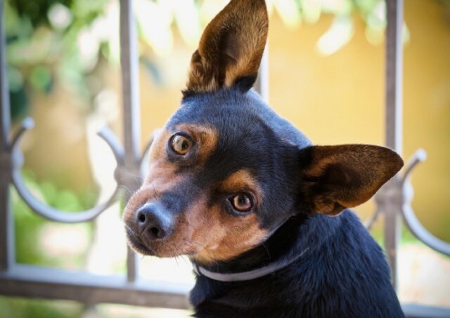 L’amore in uno sguardo! 8 foto di cani che adorano il loro proprietario