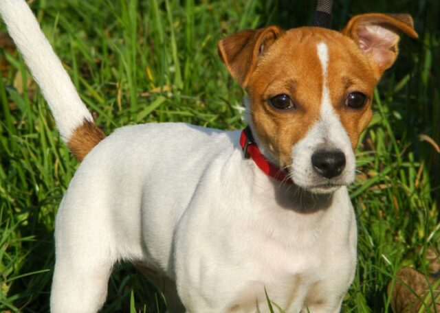 Passatempo, tutti alla ricerca del cagnolino Willy, un Jack Russell di 4 anni