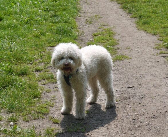 Pesaro, si è perso un lagotto di nome Bart, la preoccupazione sale