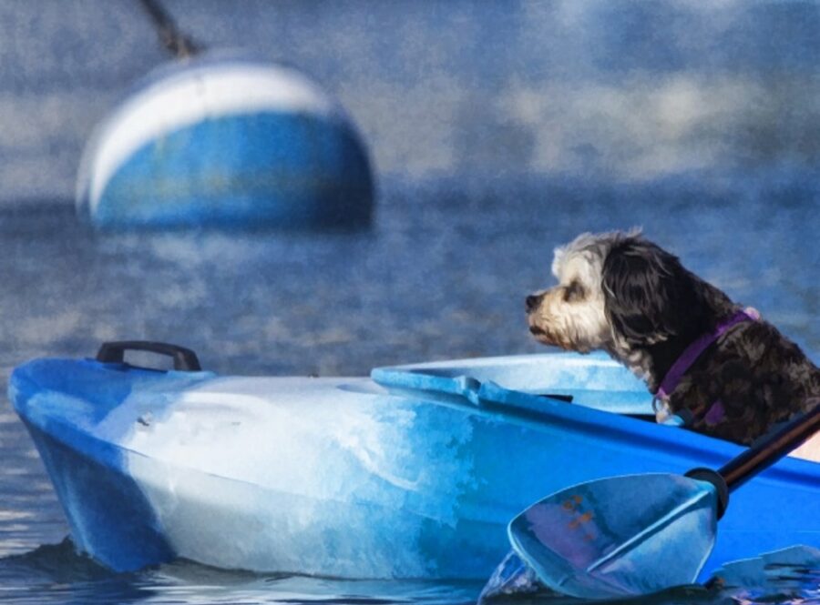 cane dolce acqua