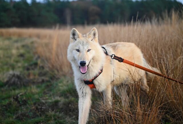 Salerno, smarrito il cane Naveen, il Lupo Cecoslovacco deve ritornare a casa