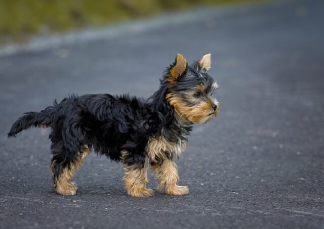 Sanluri, perso sulla statale il cucciolo Willy, l’appello della proprietaria