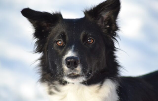 Sasso Marconi, anziano scompare fra le colline, ritrovato dal fiuto di un cane