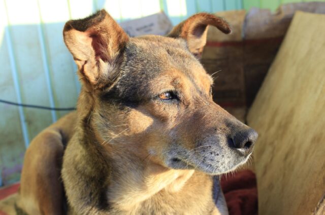 Sciacca, conosce l’abbandono per ben 2 volte, cagnolina cerca amore