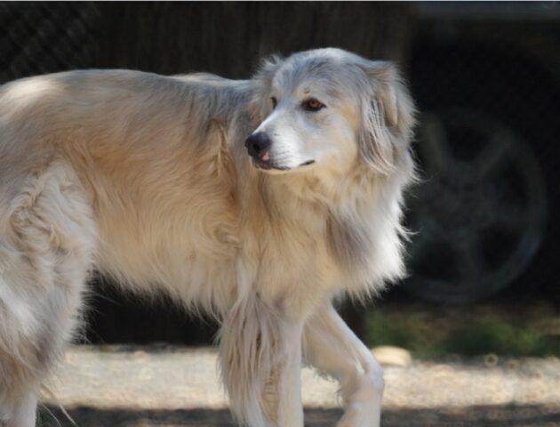 Sovana, smarrita la cagnolina Lena, l’appello della proprietaria