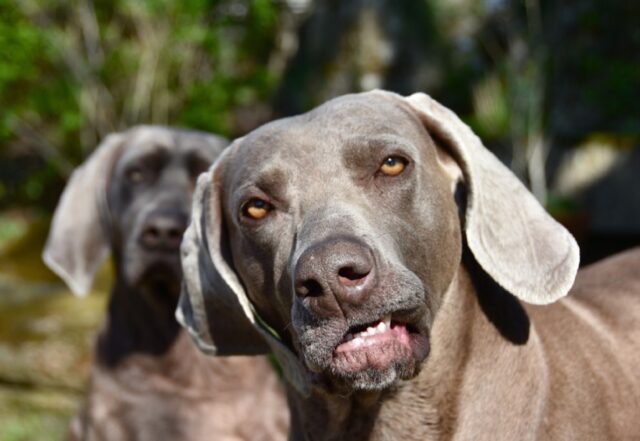 State scherzando? 8 foto di cani che usano il loro tempo libero nei modi più assurdi