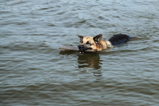 I pompieri salvano tre cani che stanno per annegare in un fiume (VIDEO)