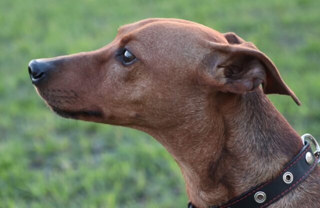 Venzone, cagnolina sopravvive ad un incidente mortale, sparendo subito dopo