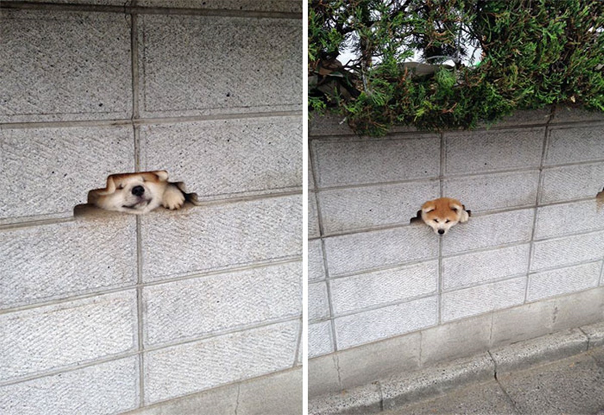 cane si infila nel muro