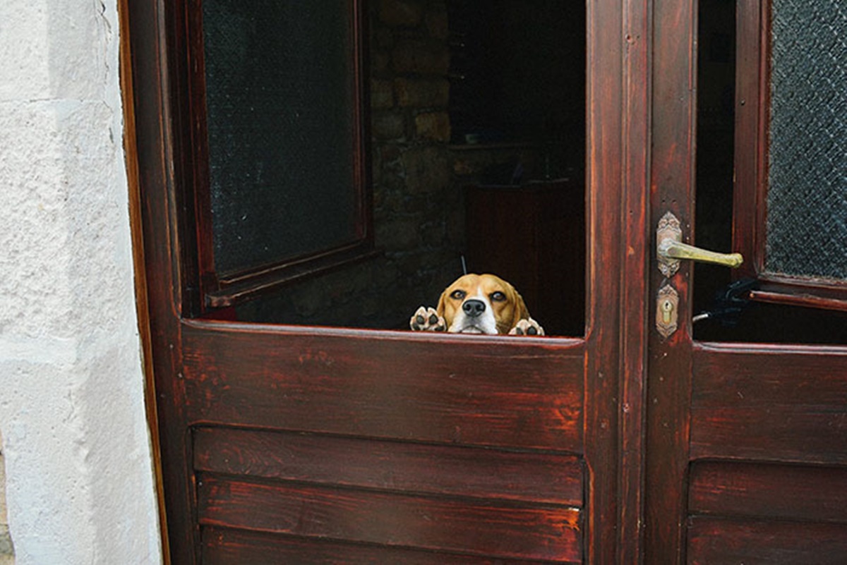 cane si affaccia dalla porta
