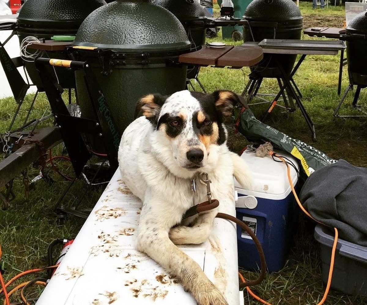 cane tiene barbecue