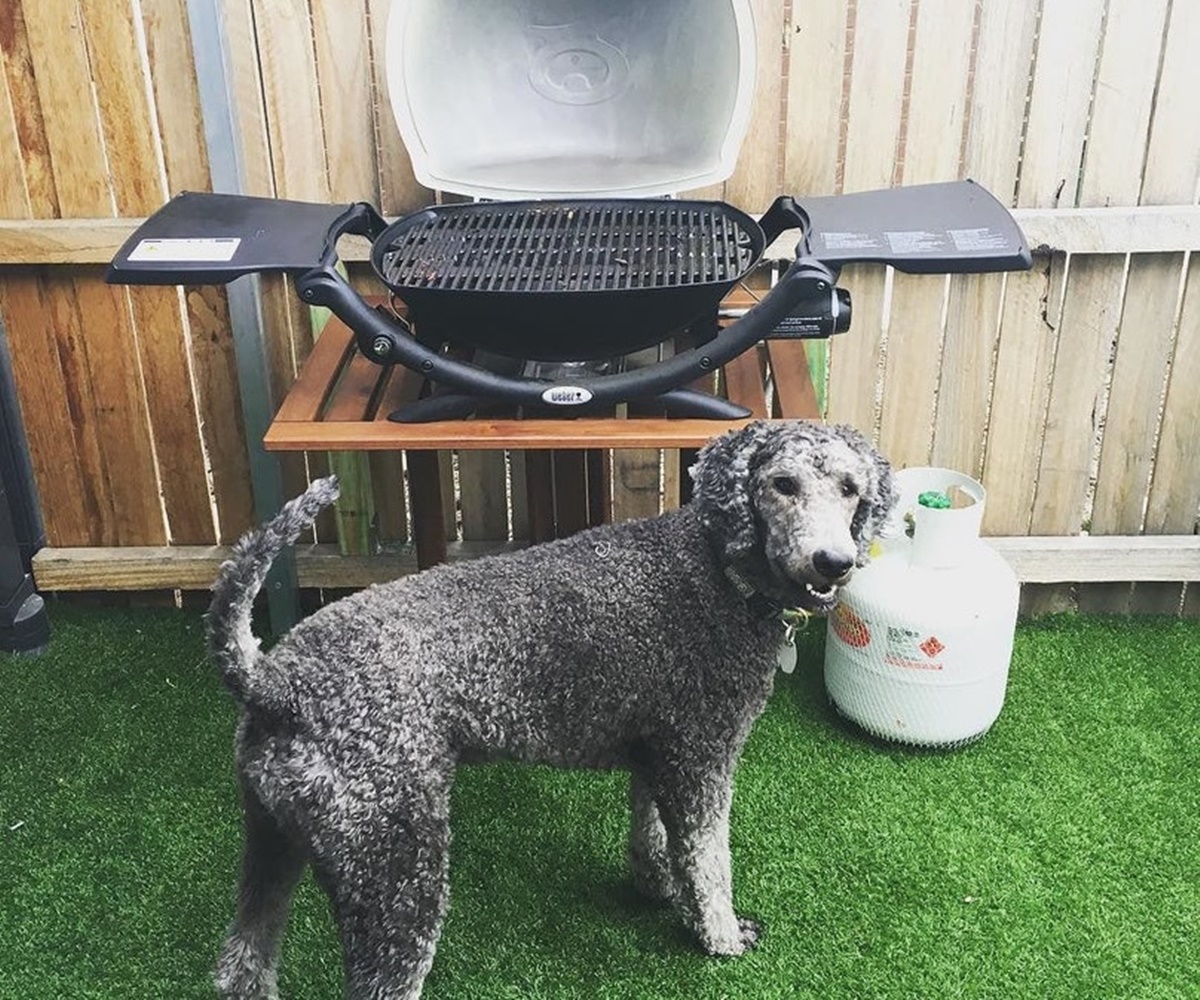 cane attende barbecue