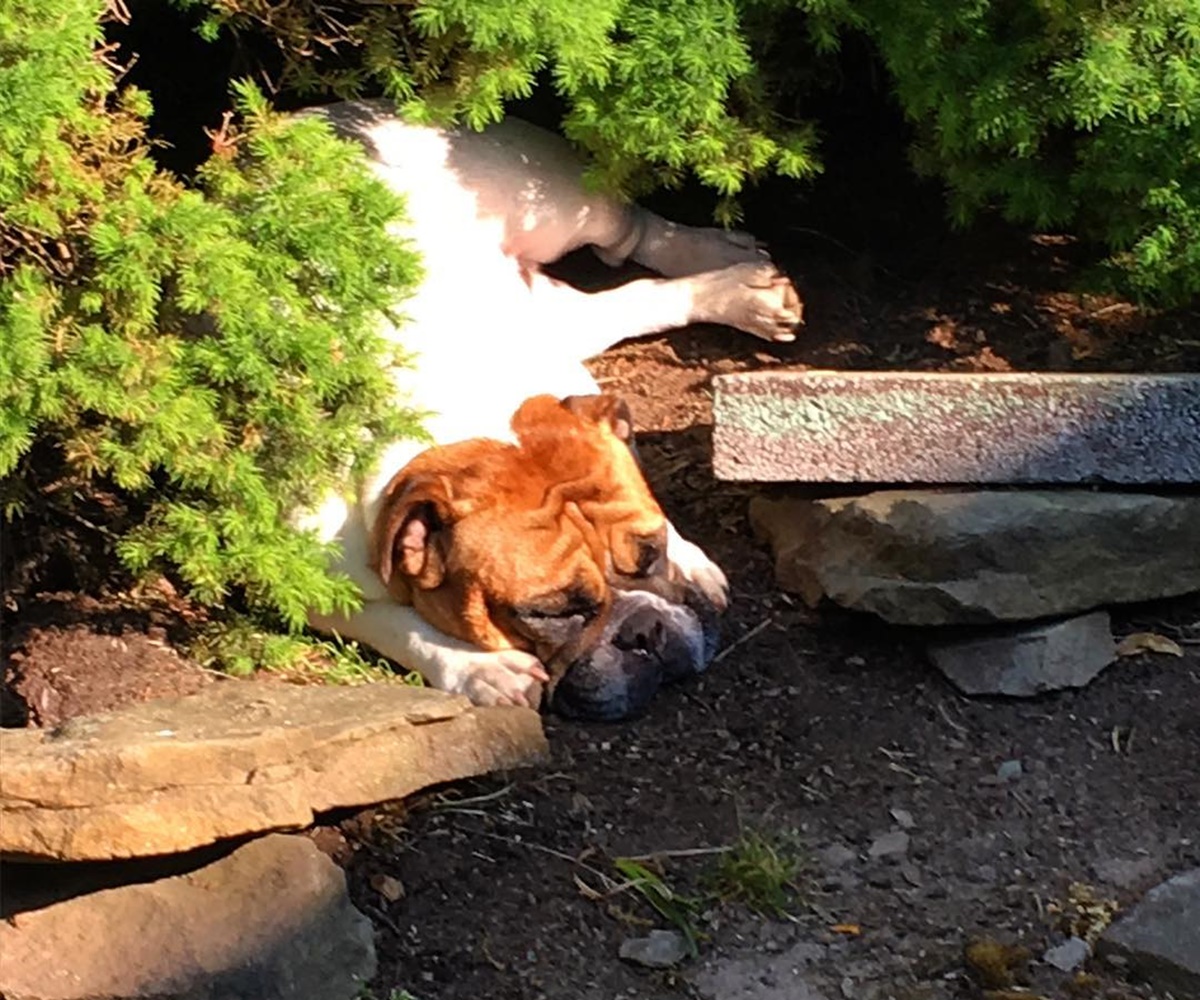 cane dorme nel prato