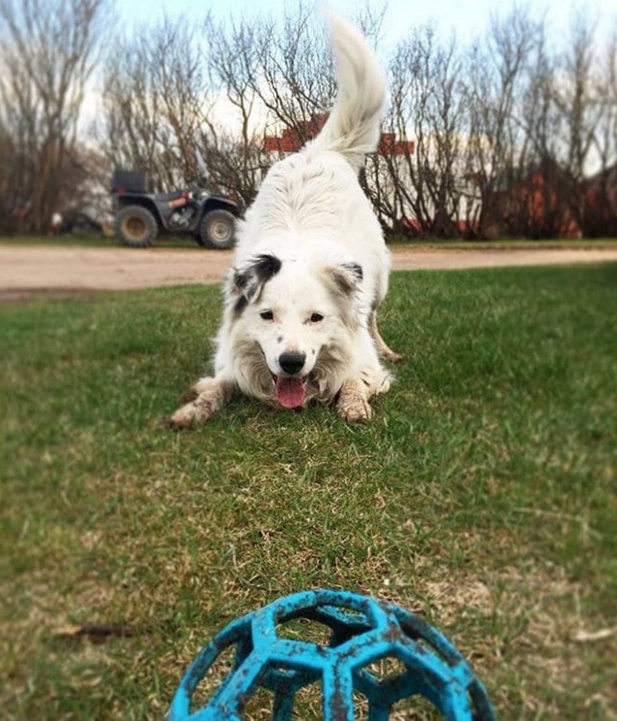 cane aspetta palla