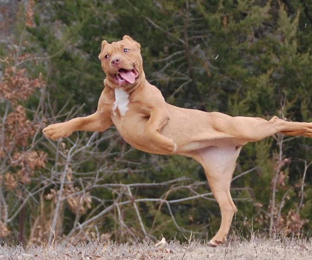 cane ballerino