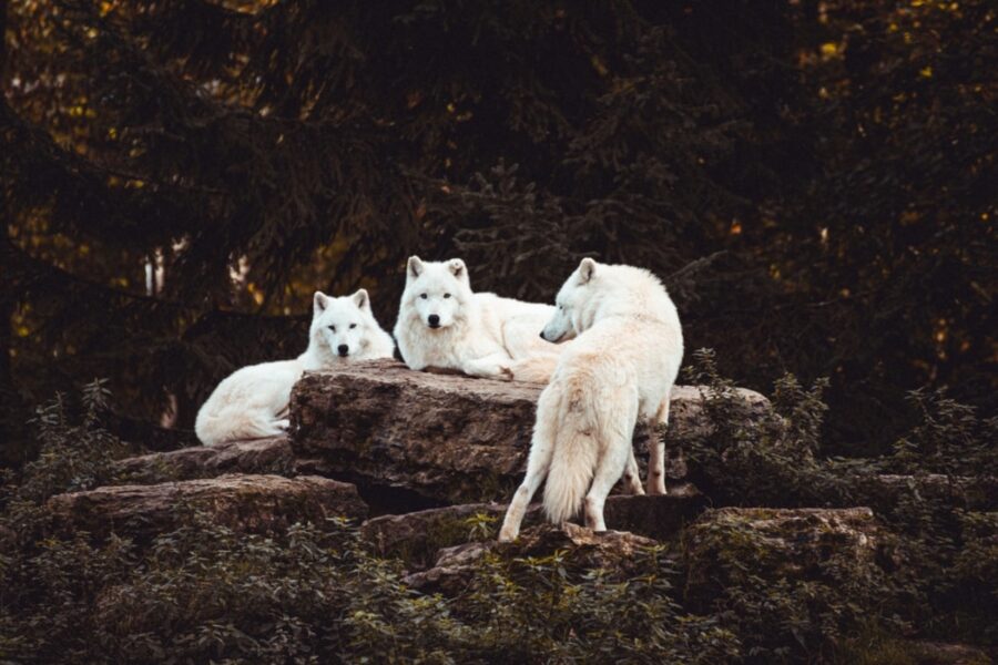 cani bianchi selvatici