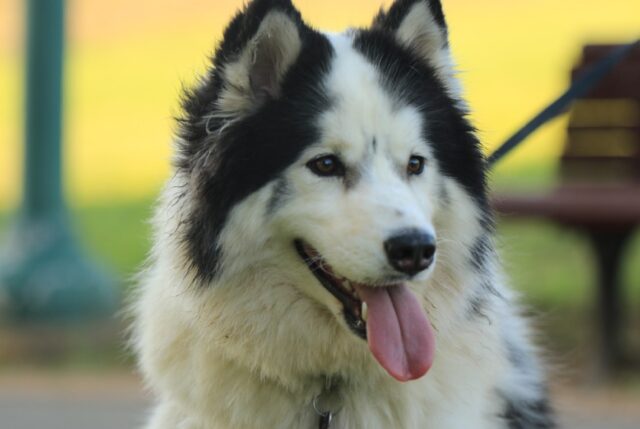 8 foto di cani che accompagnano i proprietari in ogni momento della giornata