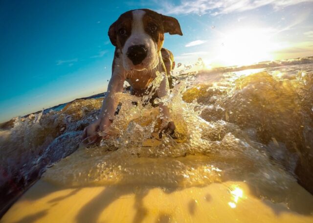 8 foto di cani che ancora non comprendono a pieno il concetto di sobrietà